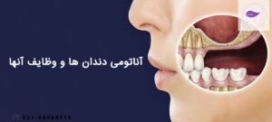 از آناتومی دندان ها و وظایف هر کدام چه میدانید ؟